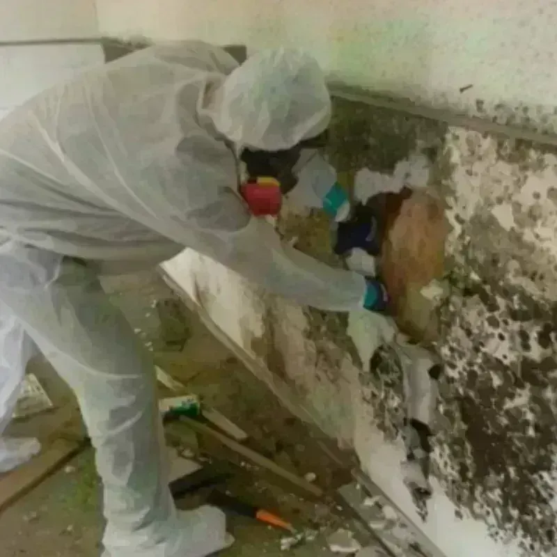 Mold Remediation and Removal in Springfield, NE